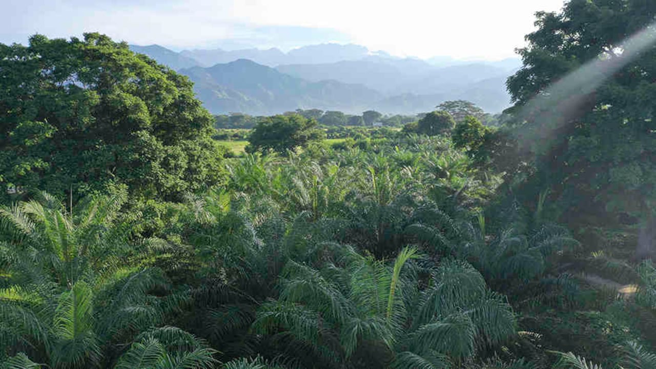 La enfermedad de la pudrición del cogollo ha afectado más de 94.000 hectáreas de palma de aceite en la última década.