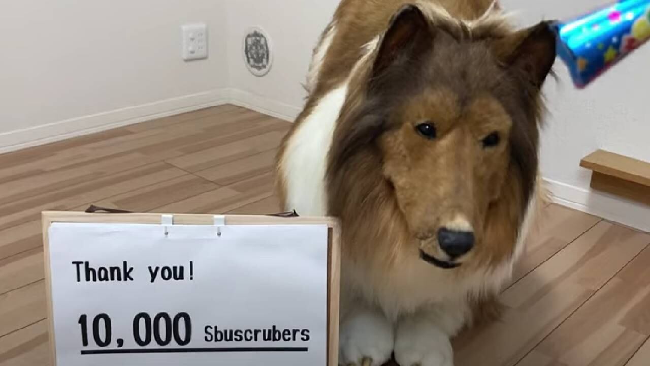 El sujeto gastó cerca de 13.000 dólares para 'convertirse' en perro.