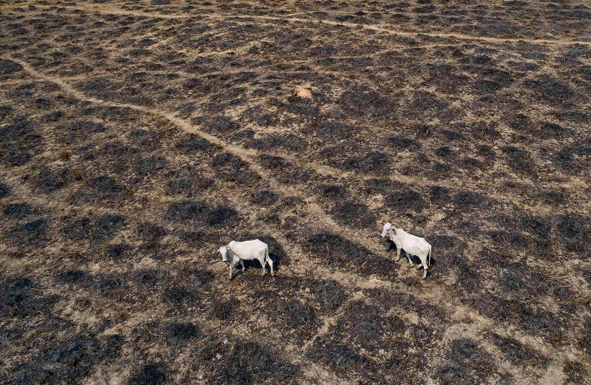 El ganado pasta en una tierra recientemente quemada y deforestada por ganaderos cerca de Novo Progresso, estado de Pará, Brasil, el domingo 23 de agosto de 2020. Foto: Andre Penner / AP