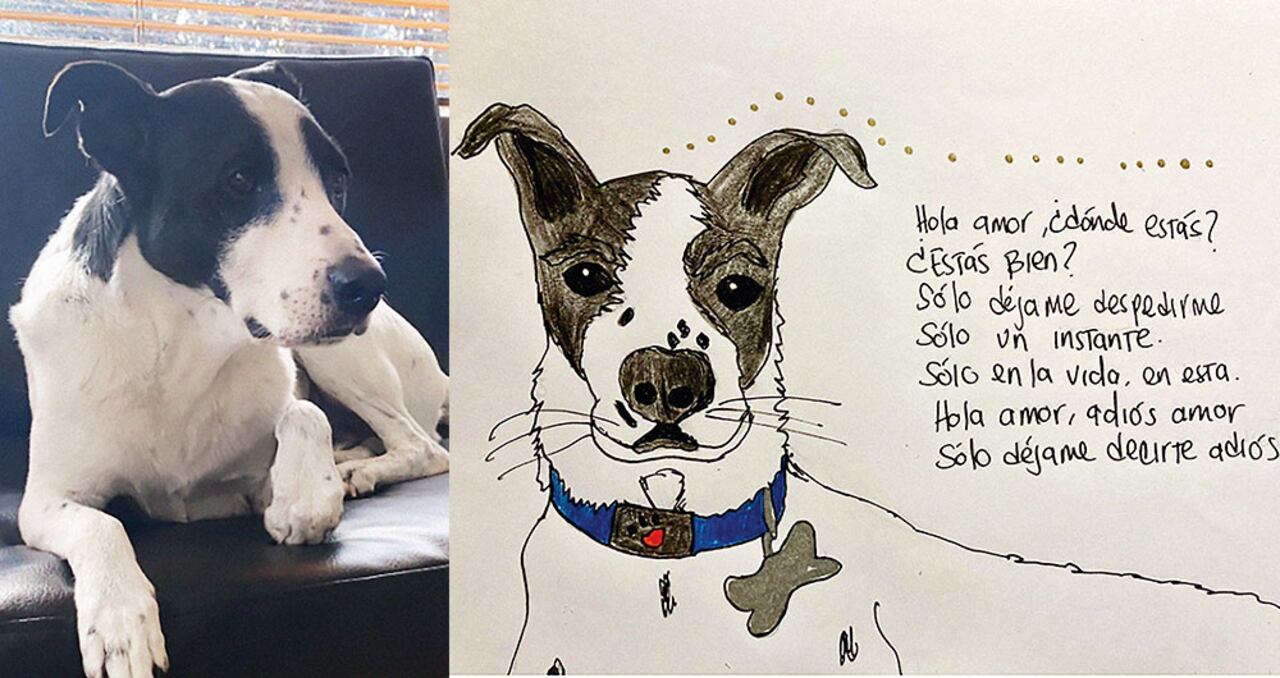 Joropo es otro perro que se perdió en una guardería. El mayor número de casos se presenta en el municipio de La Calera, donde hay alrededor de 76 colegios caninos, por lo que la comunidad pide una regulación urgente que ayude a frenar este tipo de sucesos.