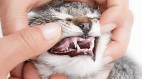 Problemas dentales en gatos