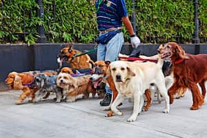 Dog walker,Buenos Aires, Argentina