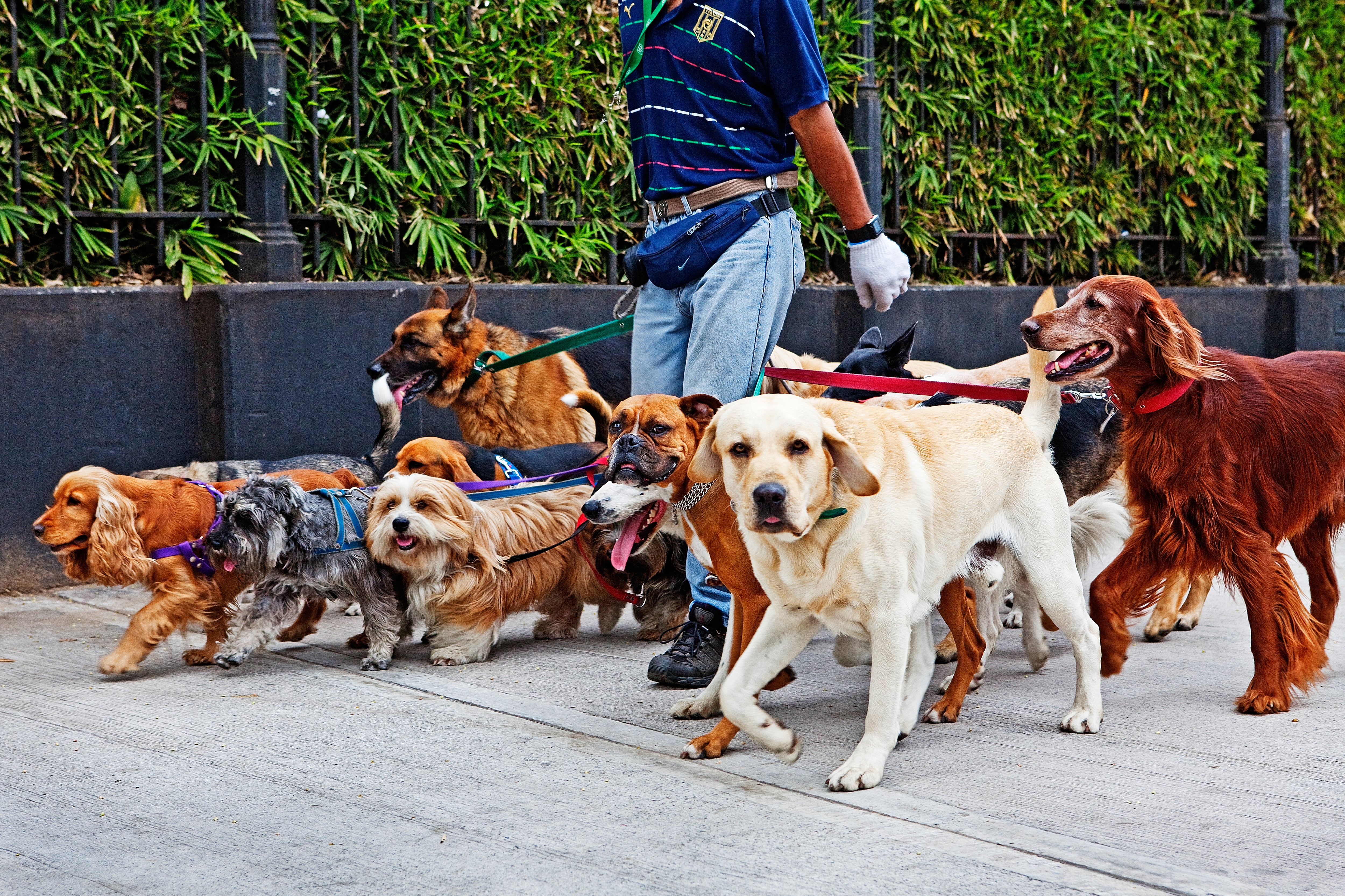Dog walker,Buenos Aires, Argentina