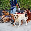 Dog walker,Buenos Aires, Argentina