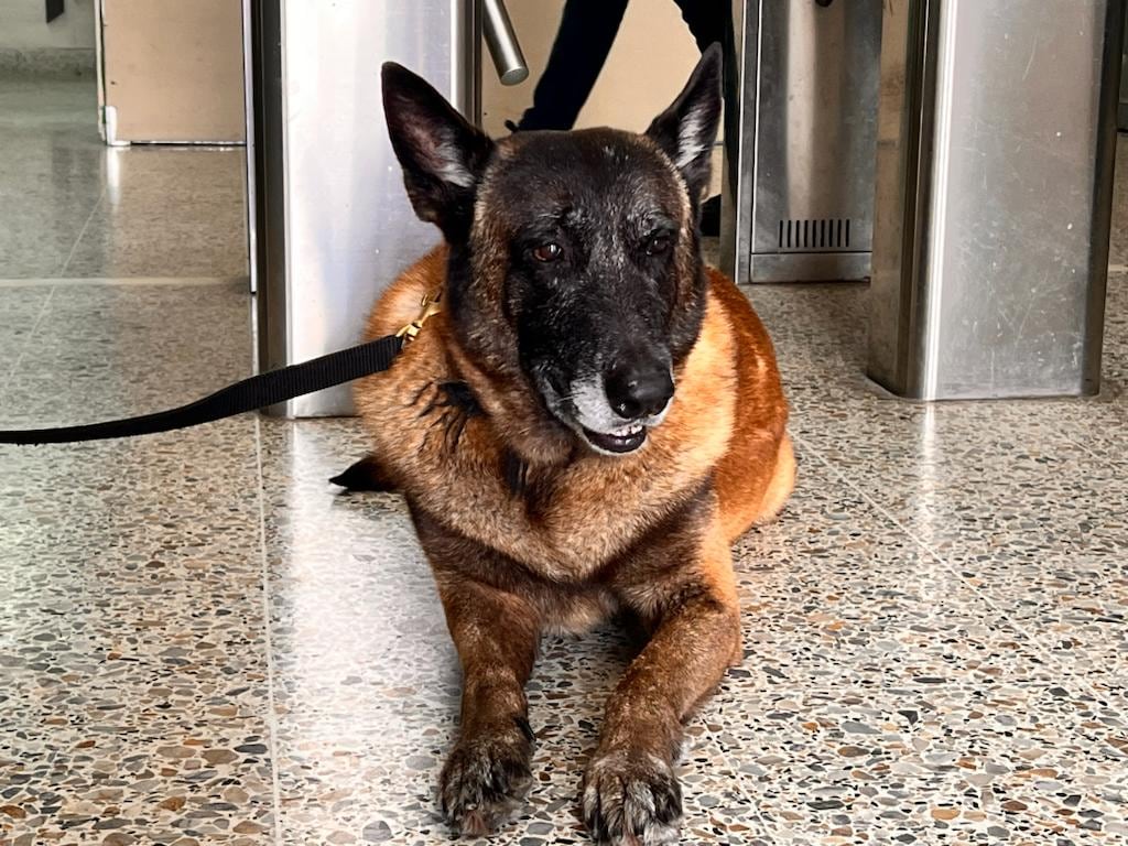 Mascota. Perro. Imagen de referencia.