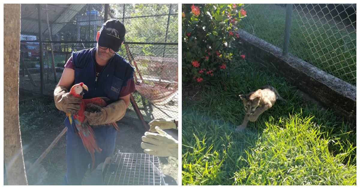 Los ejemplares fueron trasladado a un hogar de paso de Corporinoquia en Yopal, Casanare para culminar su proceso de rehabilitación. Foto: CAR