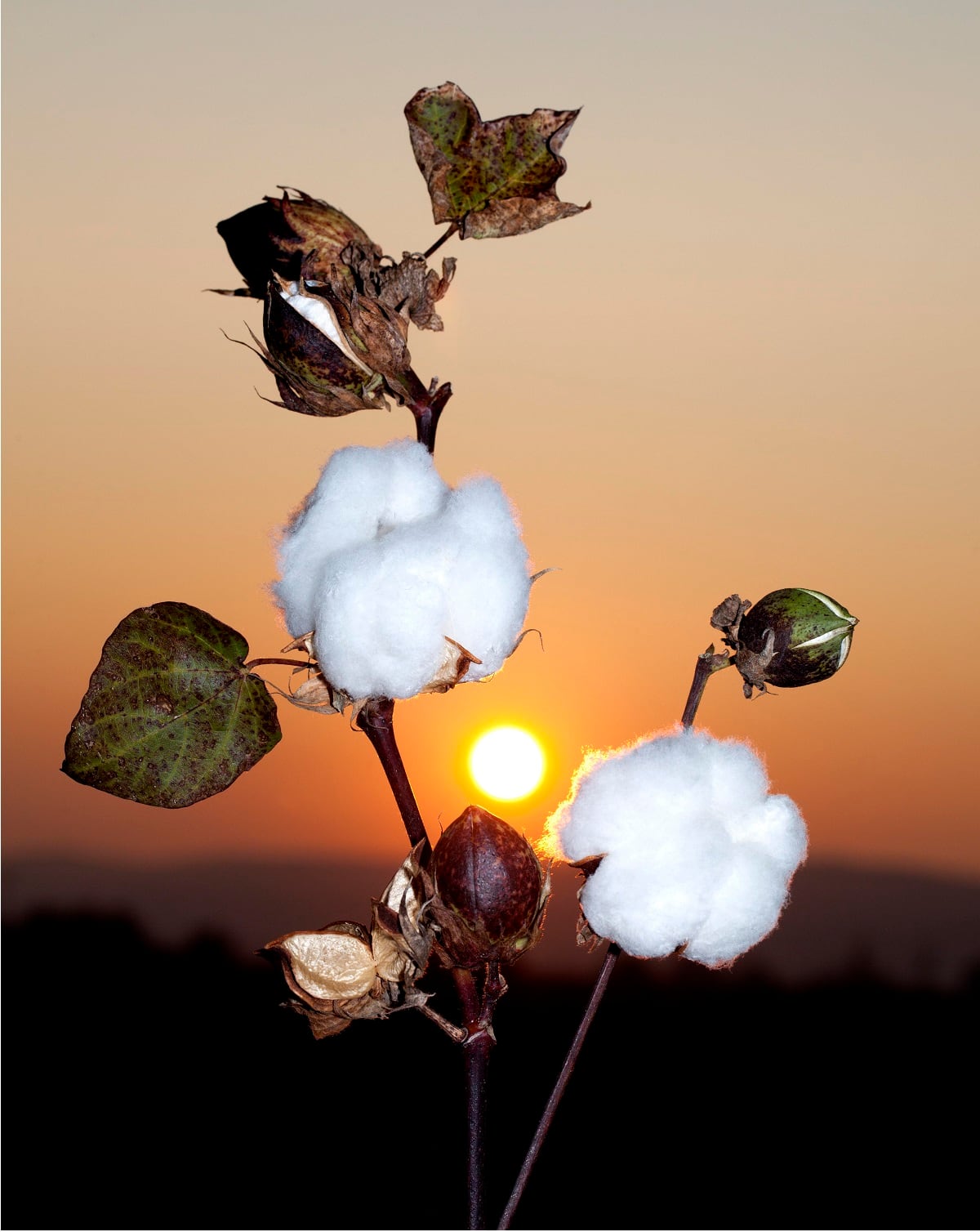 Algodón estadounidense