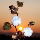 Colombia es gran importador de algodón de Estados Unidos.