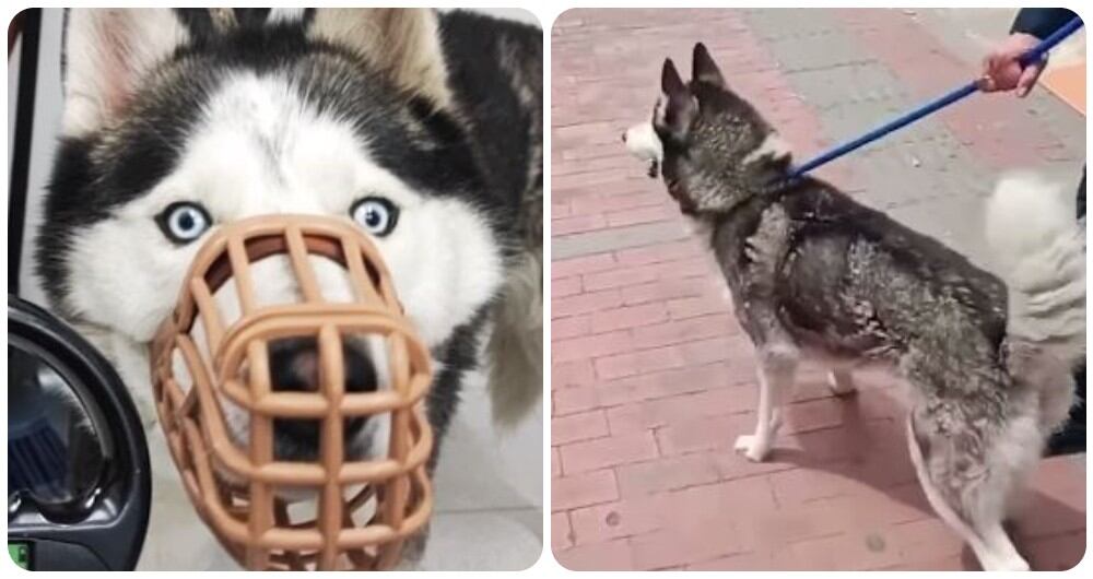 Zeus, un canino que era víctima de presunto abuso sexual, fue rescatado en la localidad de Bosa, al sur de Bogotá