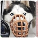 Zeus, un canino que era víctima de presunto abuso sexual, fue rescatado en la localidad de Bosa, al sur de Bogotá