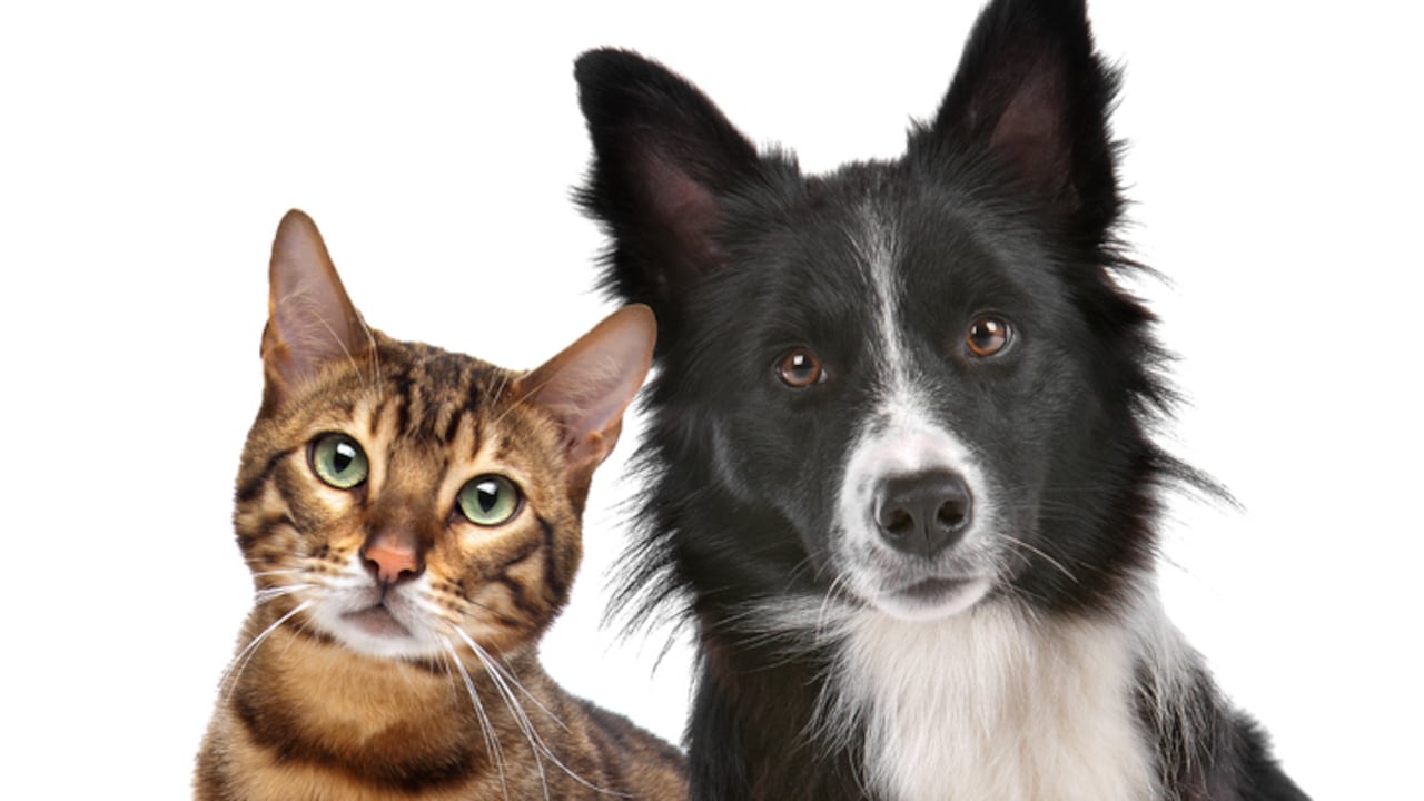 Close up portrait of dog and cat in front of white background