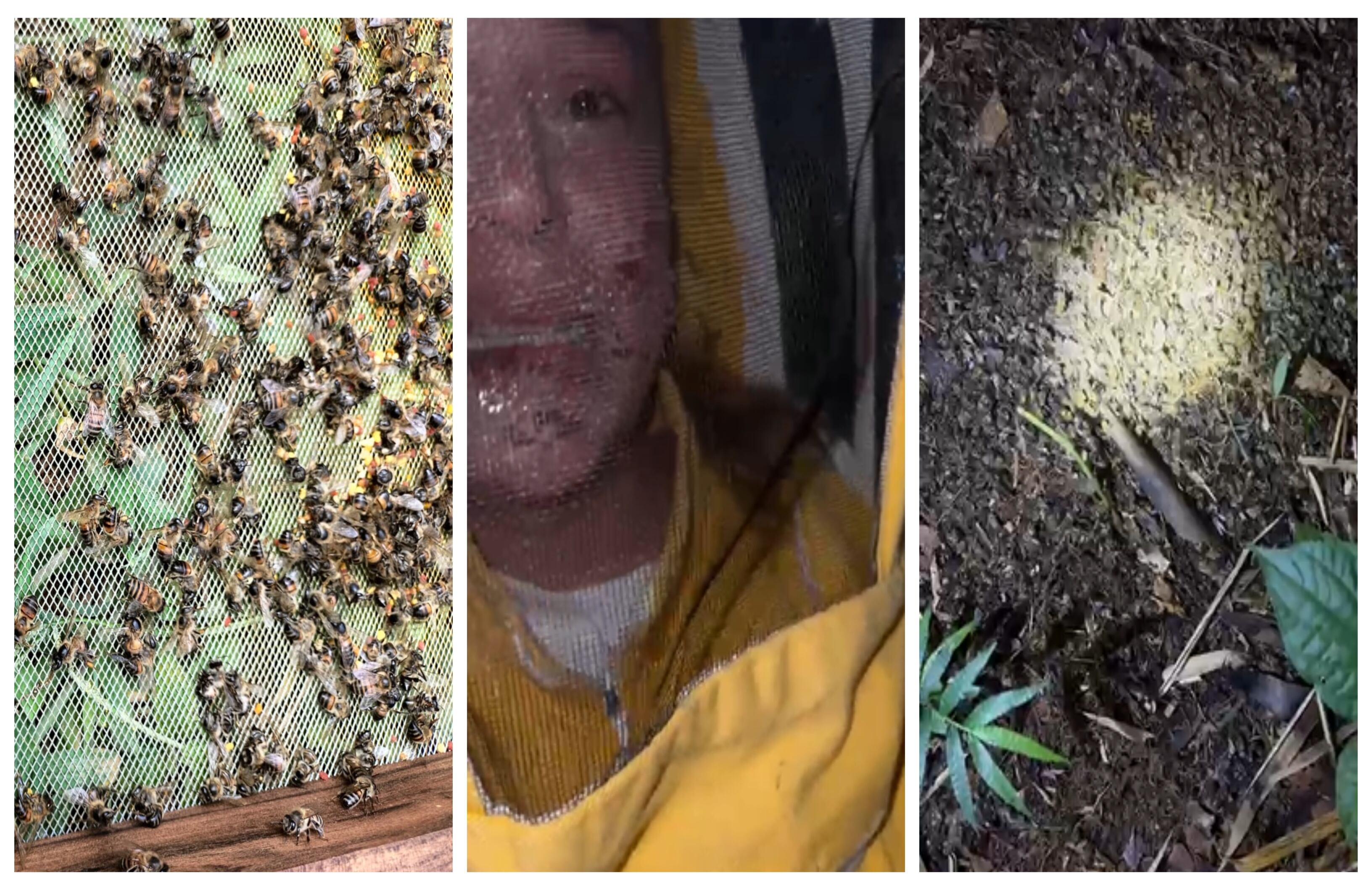 Más de 1 millón de abejas murió al ser envenenadas en un apicultivo de Andes, en Antioquia.