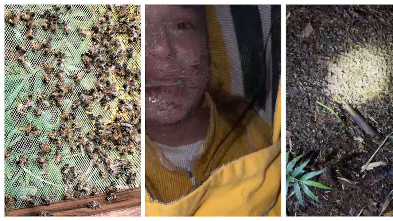 Más de 1 millón de abejas murió al ser envenenadas en un apicultivo de Andes, en Antioquia.