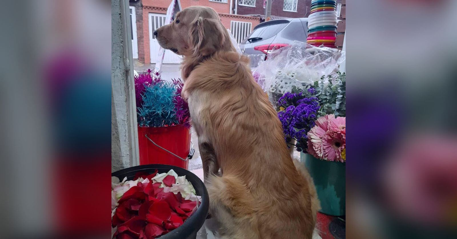 Toby, perro robado en Bogotá.