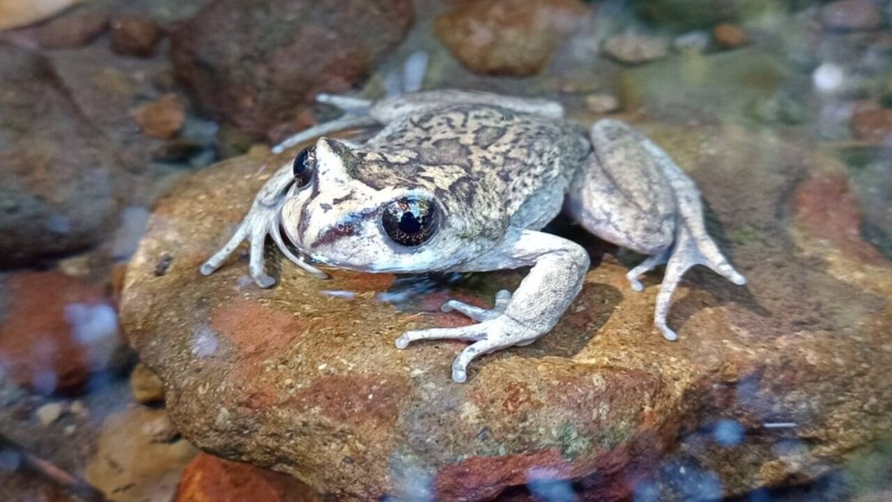Una rara especie de rana redescubierta en Chile después de 130 años.
