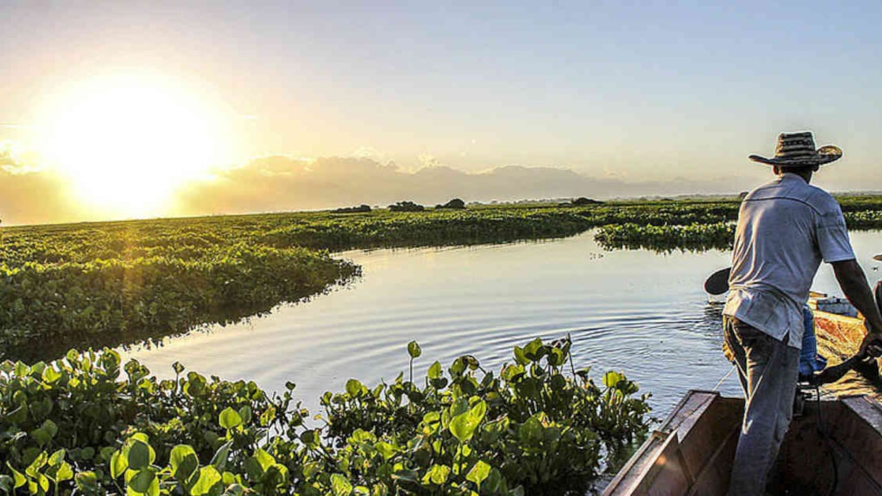 La ciénaga de Zapatosa es el humedal continental más grande de agua dulce del país. Foto: Cortesía Unimedios