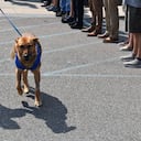 El perro se ha recuperado notablemente y fue aplaudido por los otros miembros de la Policía