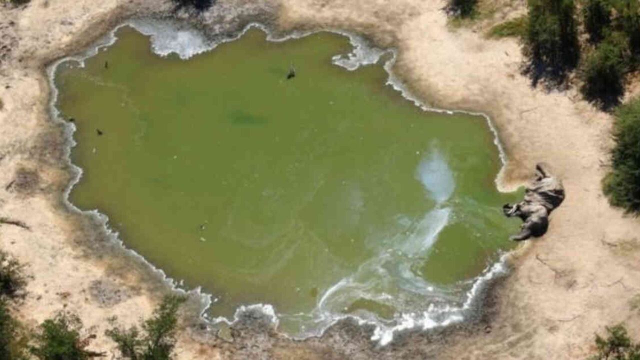 Más de 300 elefantes aparecieron muertos en Botsuana en los últimos dos meses. Foto: Cortesía vía BBC.