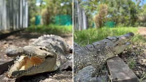 Esta es 'La Ñata', la cocodrilo que fue decomisada por funcionarios de la CVC.