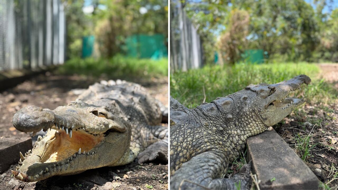 Esta es 'La Ñata', la cocodrilo que fue decomisada por funcionarios de la CVC.