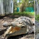 Esta es 'La Ñata', la cocodrilo que fue decomisada por funcionarios de la CVC.