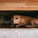 Los perros le tiene mido a diferentes cosas.