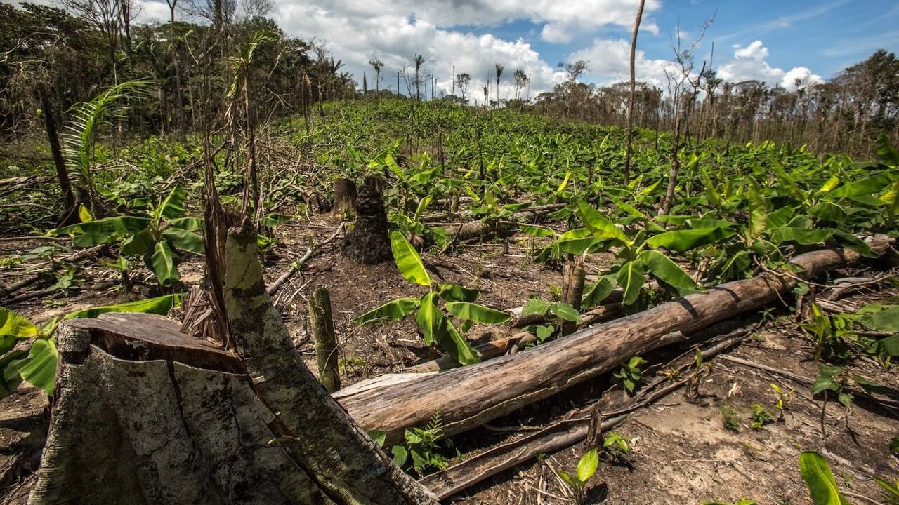 Entre los departamento de Guaviare, Meta y Caquetá, el incremento de la deforestación amenaza un ecosistema importante para la riqueza natural del país