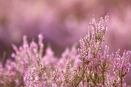 Una planta medicinal que ayuda a aliviar la cistitis.