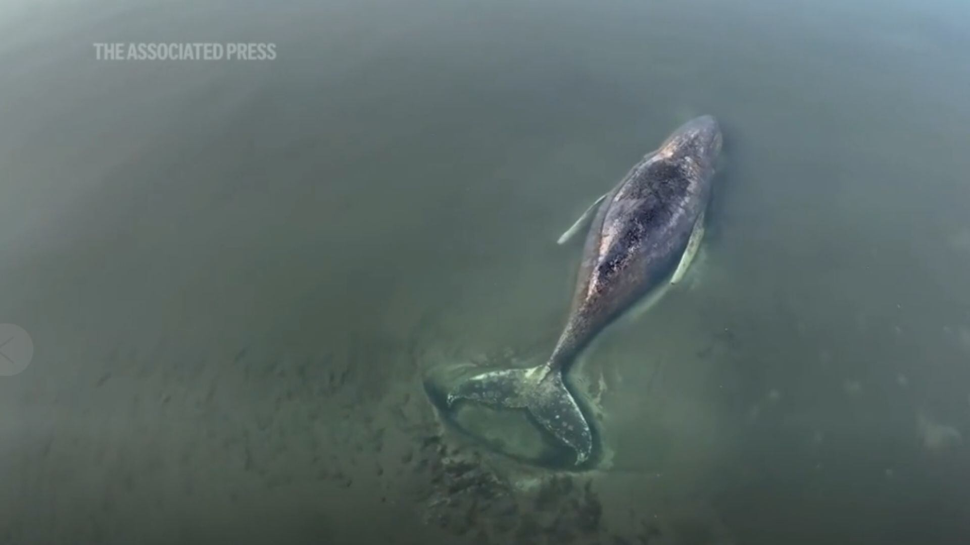 Una ballena jorobada de entre 12 y 15 metros quedó varada varias veces en el mar Báltico, cerca de la isla de Poel.