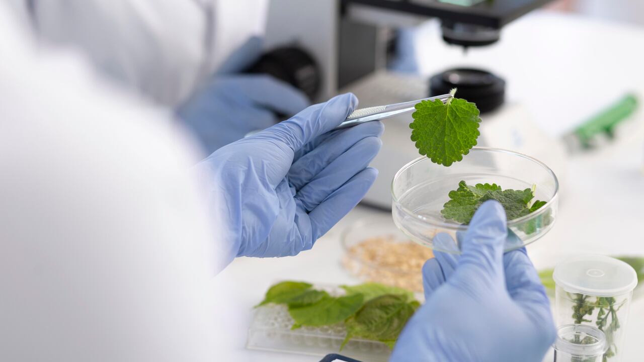 Gracias a la calidad de su trabajo, Pharvet cumple con todas las normas y tiene la aprobación de las Buenas Prácticas de Manufactura por parte del ICA.