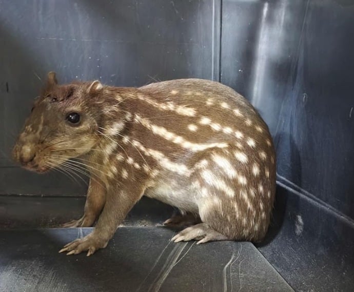 La CAR rescató y atendió a más de 25 animales silvestres en Cundinamarca.