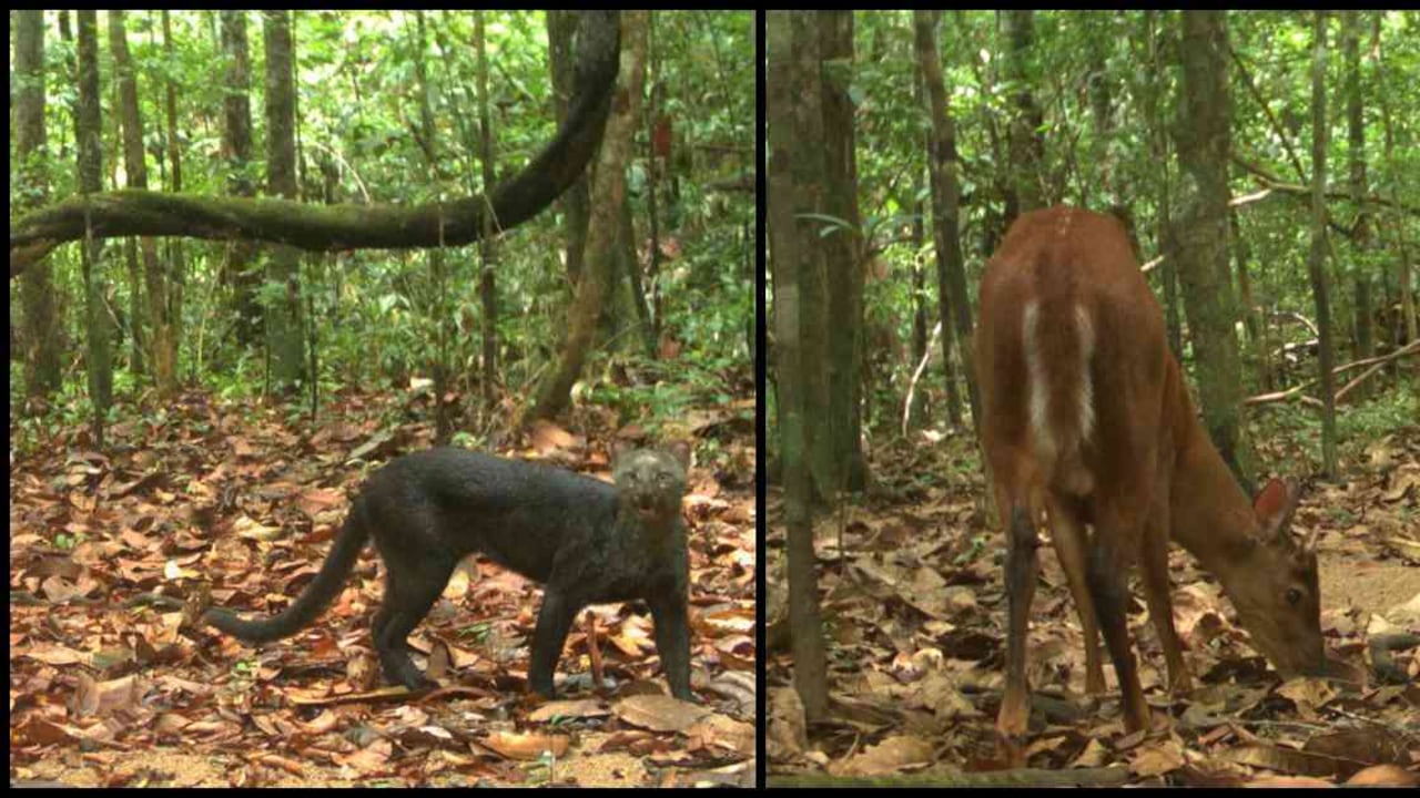 Indígenas venezolanos podrían estar causando impactos en la fauna de El Tuparro. Fotos: PNN.