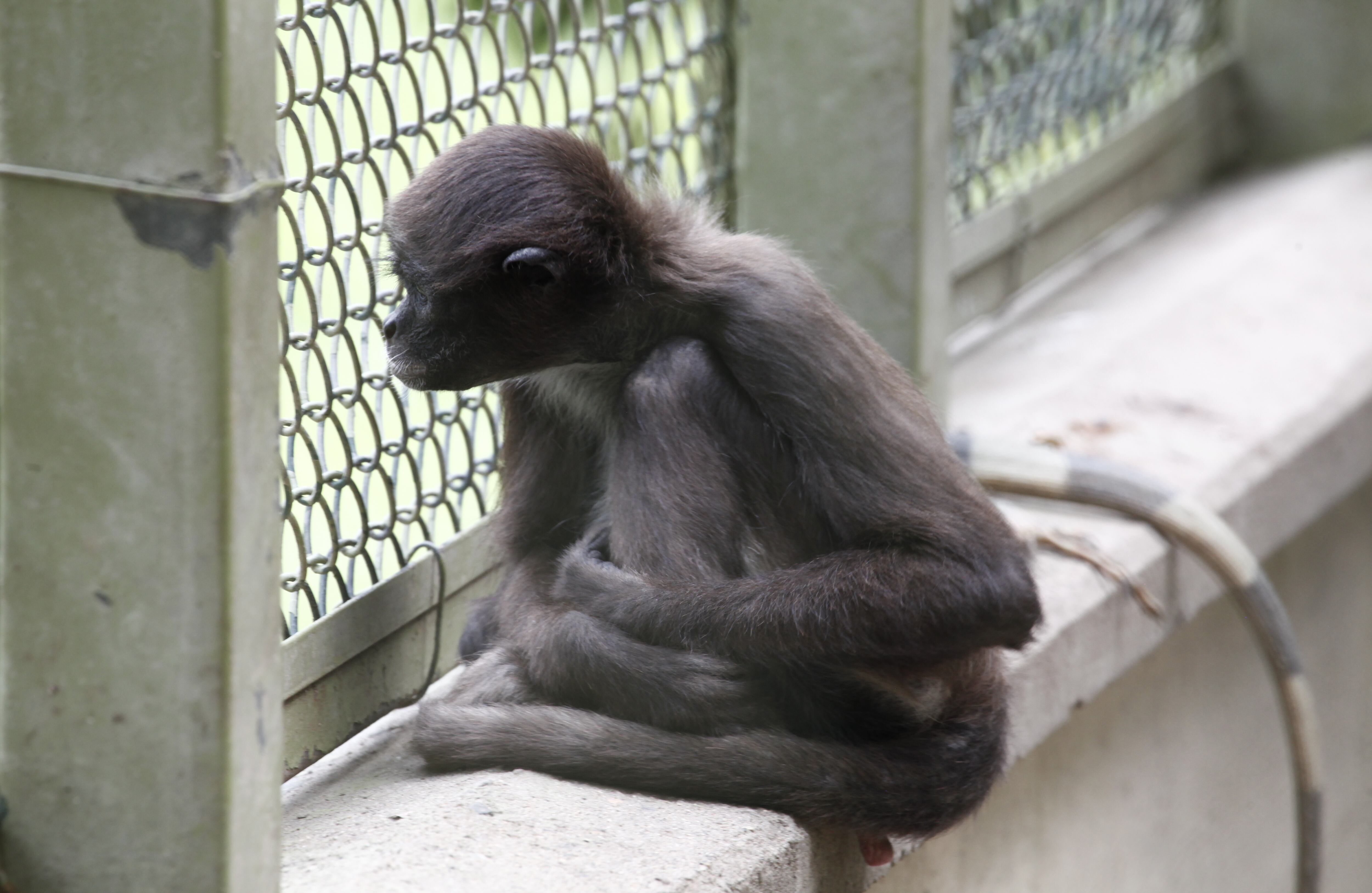 Un animal silvestre que es extraído de su entorno y llevado a otro hábitat puede sufrir de depresión. El proceso de recuperación si fue víctima de maltrato, tráfico o tenencia ilegal puede tomar varios años, antes de determinar el regreso a su entorno natural.