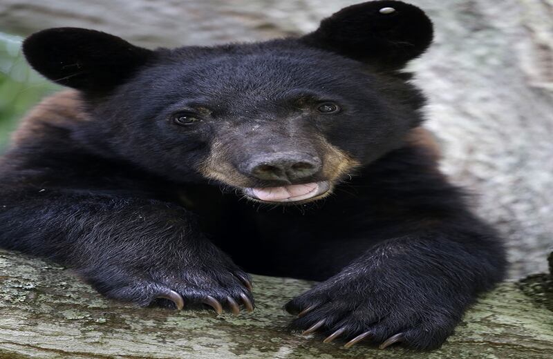 Un oso negro de Luisiana, protegido por permanecer en el grupo de Especies en Peligro de Extinción, permanece en un roble en la ciudad de Marksville, Estados Unidos. (AP/Gerald Herbert)