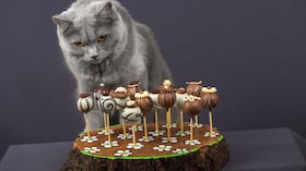 Gatos