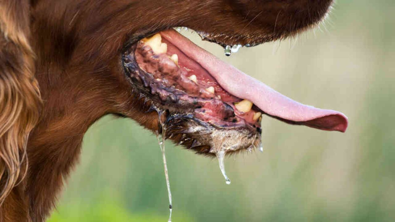 Estas son las recomendaciones del experto veterinario para esta incómoda y cotidiana situación.