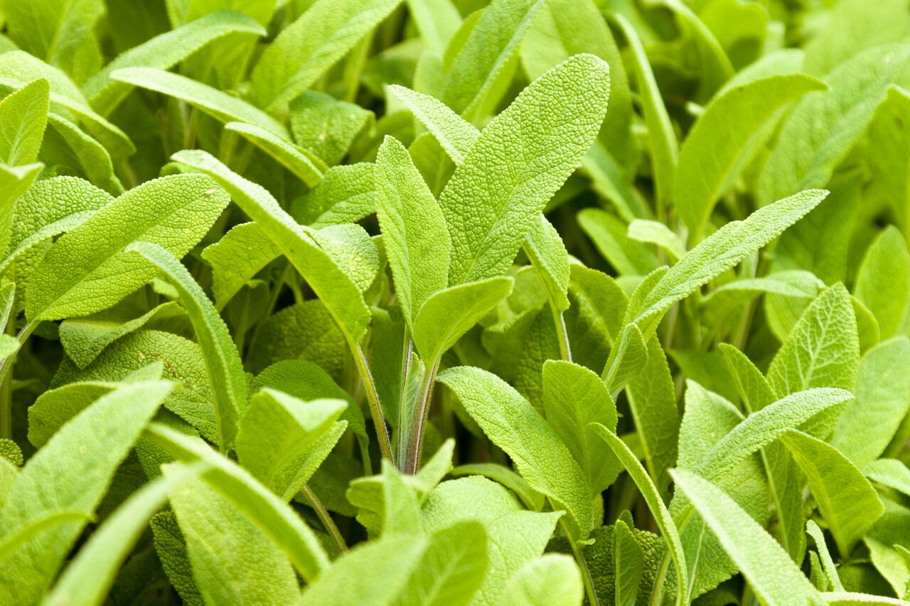 La salvia tiene efectos hipoglucemiantes.
