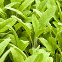 La salvia tiene efectos hipoglucemiantes.