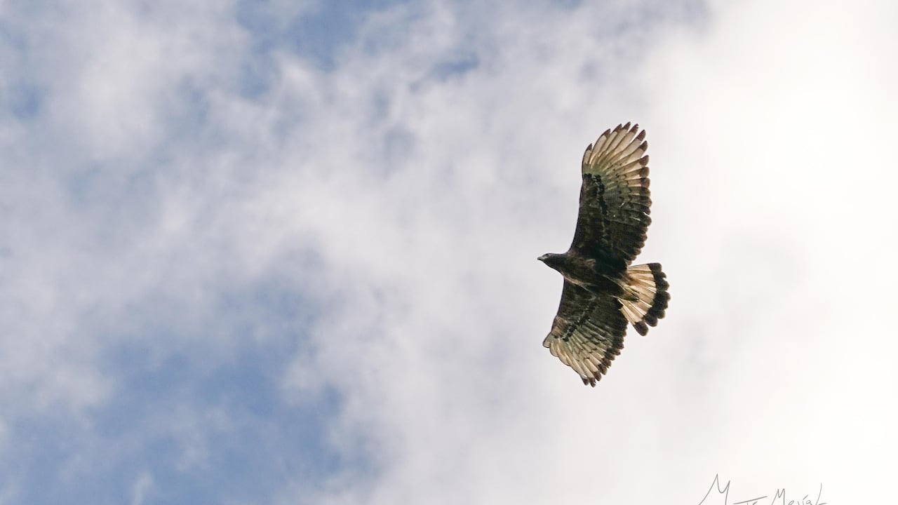 El águila real de la montaña es el ave rapaz con el mayor peligro de extinción en Colombia.