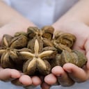 El sacha inchi es cultivado en más de 30 hectáreas de comunidades afro, indígenas, mestizos y campesinos de Buenos Aires, Cauca.