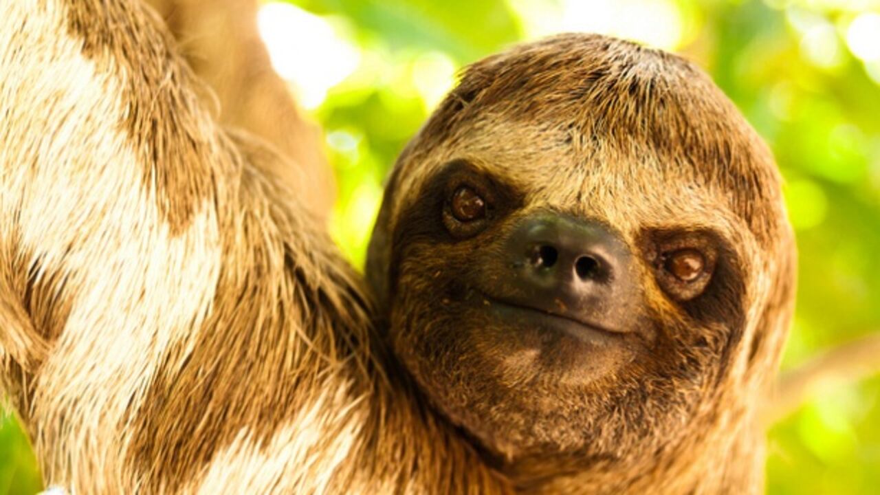 El oso perezoso es una de las especies más codiciadas para ser vendidas ilegalmente como mascotas.