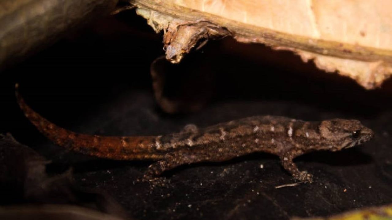 El gecko cascarrabias o, como es más frecuentemente conocido, el geco enano colombiano se encuentra al borde de la extinción. Foto de Lorena Benitez.