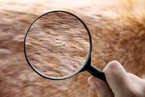 El hombre fue a un hospital después de que empezara a perder la sensibilidad en los dedos de sus pies.