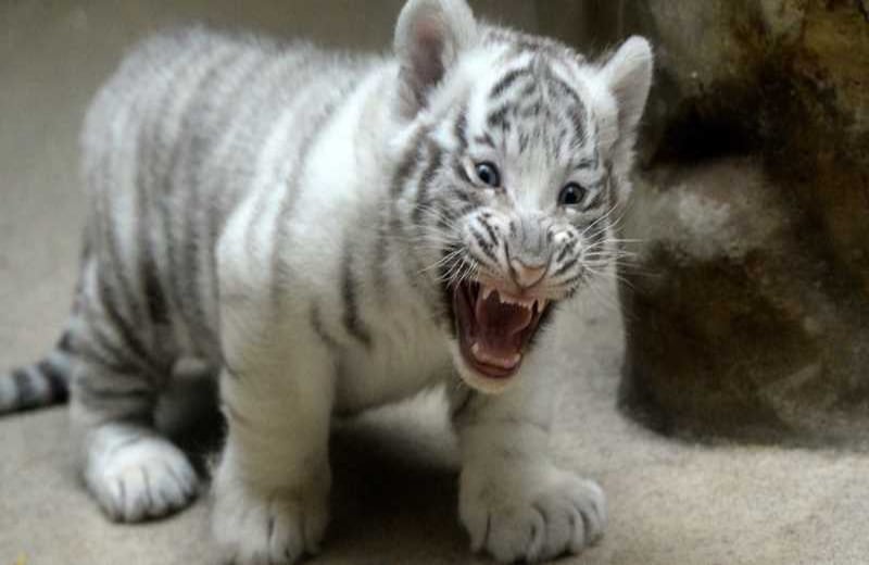 Un cachorro de tigre blanco de dos meses de edad ruge en el zoológico de Liberec, en la República Checa.