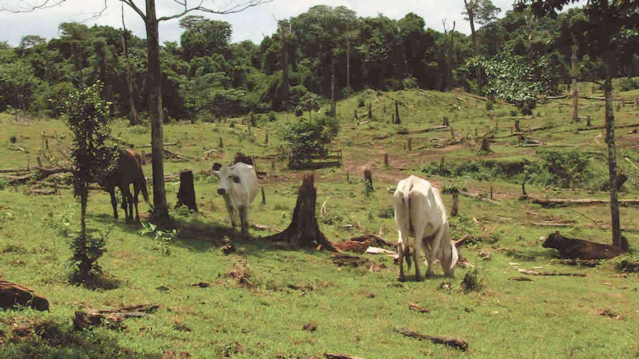 La cría ilegal de ganado les sirve a los narcotraficantes como mecanismo de lavado de dinero, contrabando de drogas y control del territorio, según estudio. Foto: archivo/Semana.