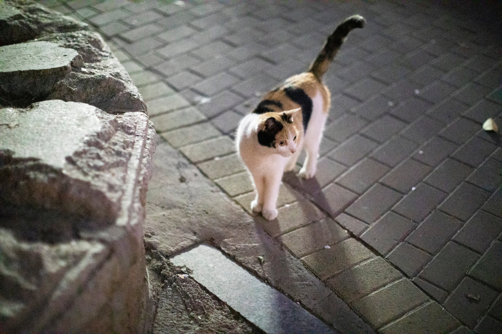 Gato en la calle