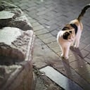 Gato en la calle