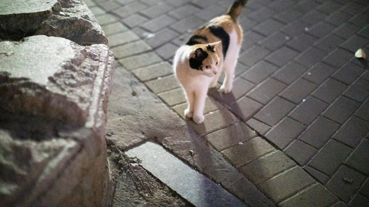 La expectativa de vida de los gatos callejeros se reduce a 7 años, según los expertos.