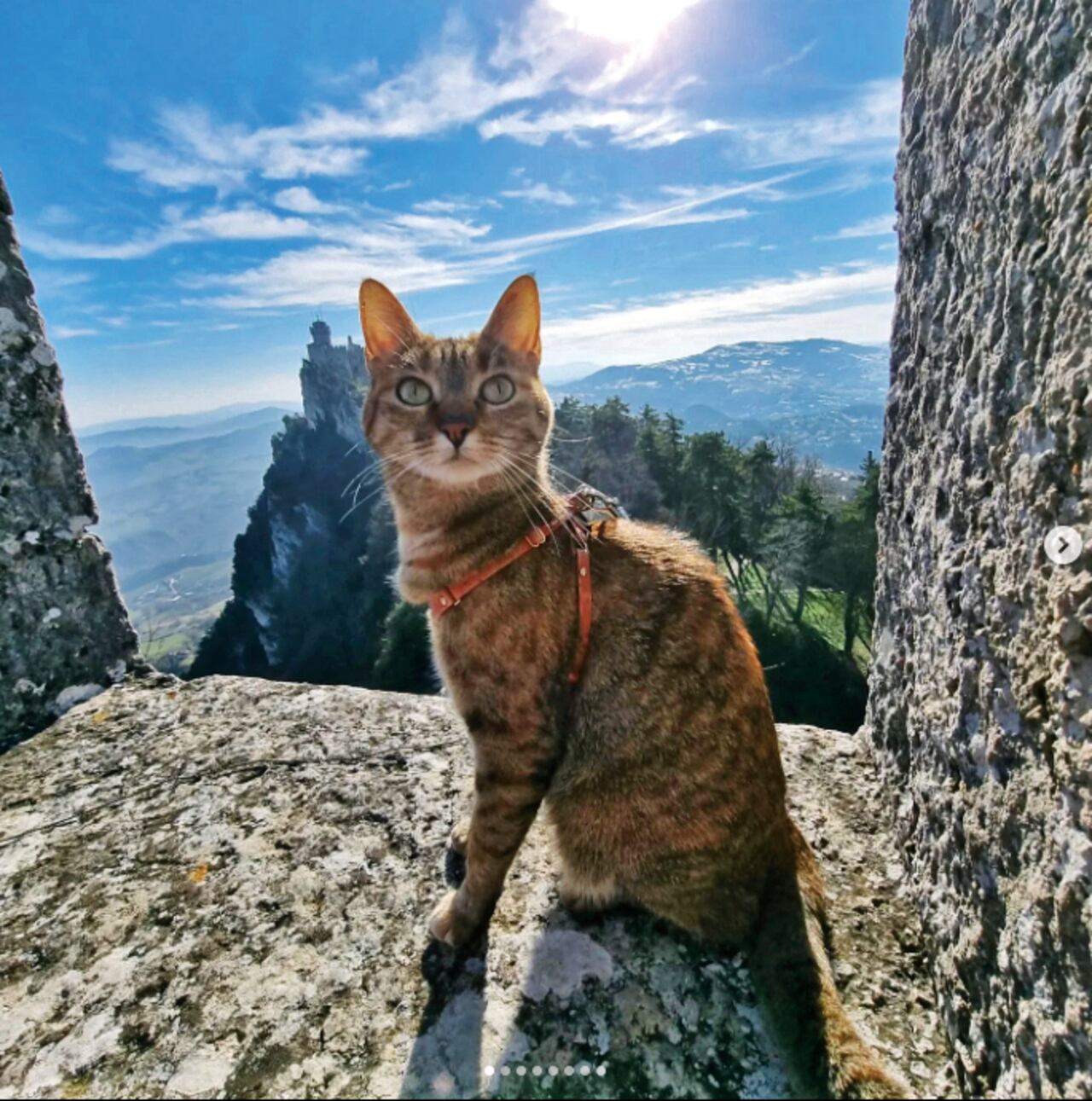 Nala, la gata que viaja por el mundo.