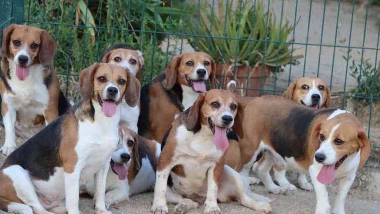 32 perros Beagle fueron rescatados de laboratorio experimental en Barcelona | Mundo hoy